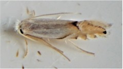 Phyllonorycter clemensella