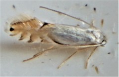 Phyllonorycter clemensella
