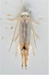Phyllonorycter clemensella
