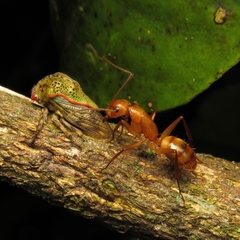 Camponotus
