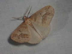 Erannis tiliaria
