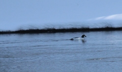 Bucephala clangula clangula