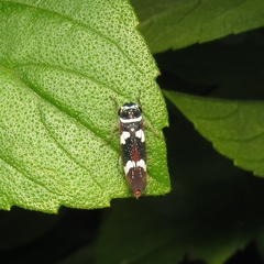 Macugonalia leucomelas