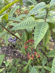 Psychotria tenuifolia