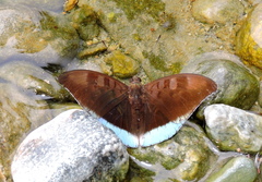 Euthalia telchinia