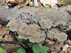 Auricularia brasiliana