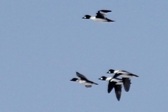 Bucephala clangula clangula