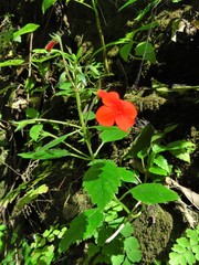 Achimenes admirabilis