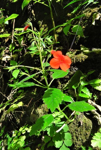 Image of Achimenes Admirabilis (Achimenes admirabilis) by (c) Annika Lindqvist, some rights reserved (CC BY)