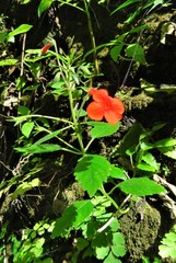 Achimenes admirabilis, photograph (c) Annika Lindqvist, some rights reserved (CC BY)