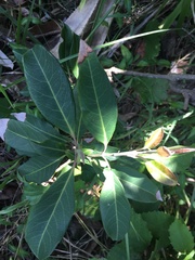 Rhodomyrtus psidioides