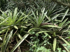 Quesnelia quesneliana