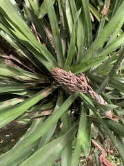 Quesnelia quesneliana