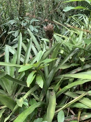 Quesnelia quesneliana