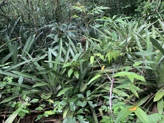 Quesnelia quesneliana