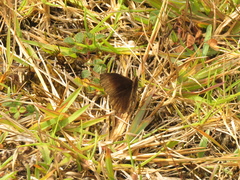 Panyapedaliodes drymaea