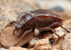 Stenomorpha parallela