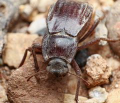 Stenomorpha parallela