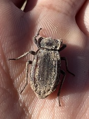 Stenomorpha parallela