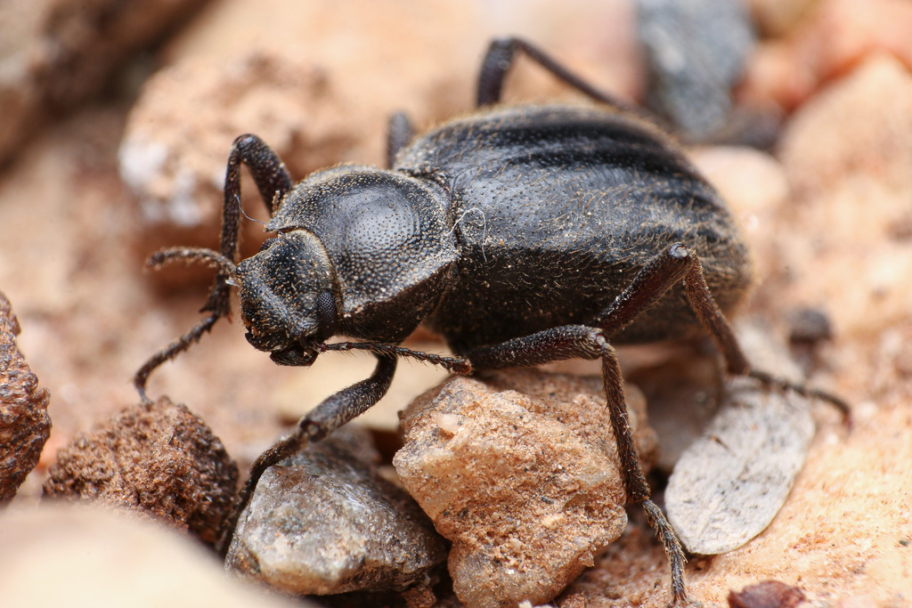Trichiasida