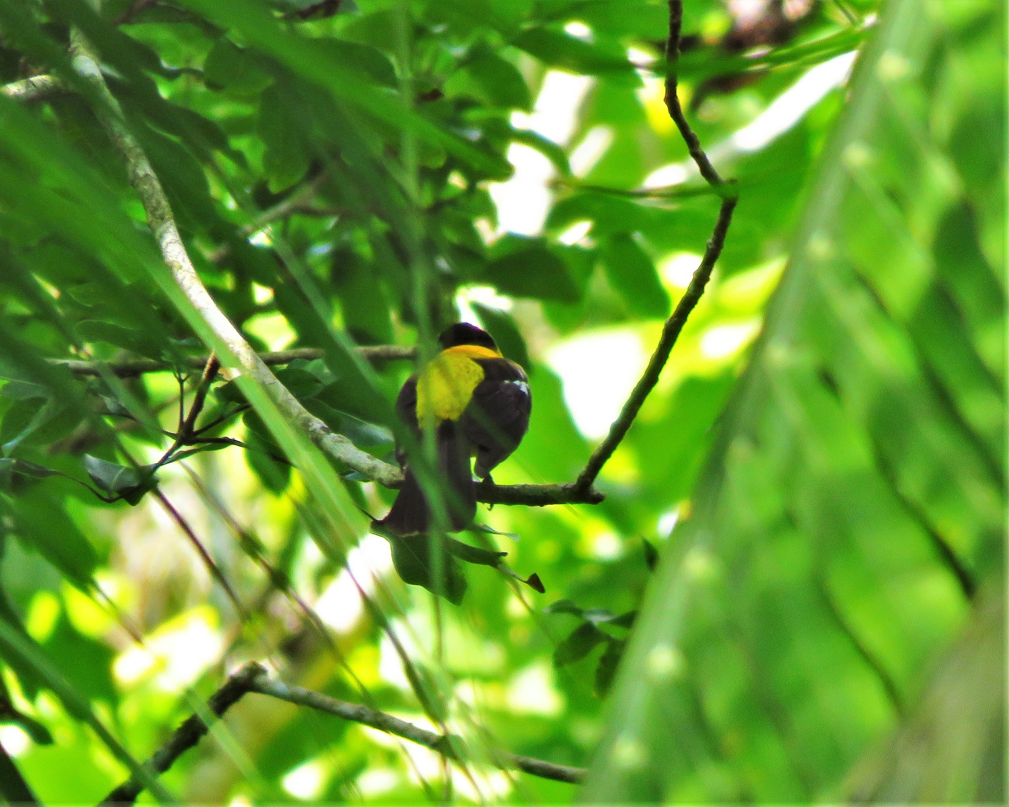 Black-throated Shrike-Tanager (Lanio aurantius), photo 8