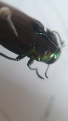 Colobogaster cyanitarsis