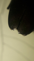 Colobogaster cyanitarsis