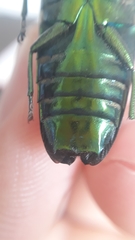 Colobogaster cyanitarsis