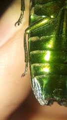 Colobogaster cyanitarsis