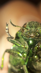 Colobogaster cyanitarsis