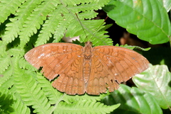 Tanaecia julii