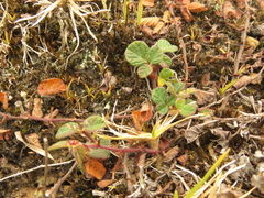 Desmodium molliculum