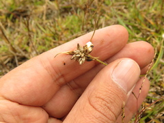 Rhynchospora blepharophora