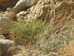 Fagonia laevis