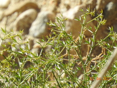 Fagonia laevis