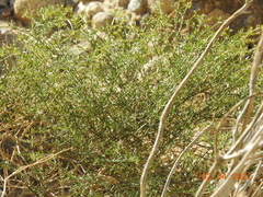 Fagonia laevis