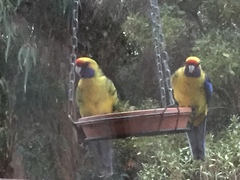 Platycercus caledonicus