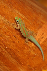 Phelsuma modesta leiogaster