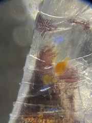 Themisto pacifica
