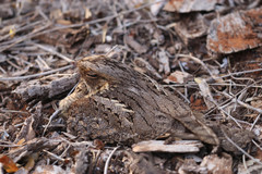 Caprimulgus madagascariensis