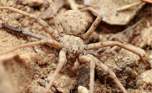 Homalonychus selenopoides Marx, 1891