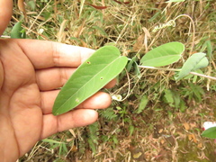 Passiflora longipes