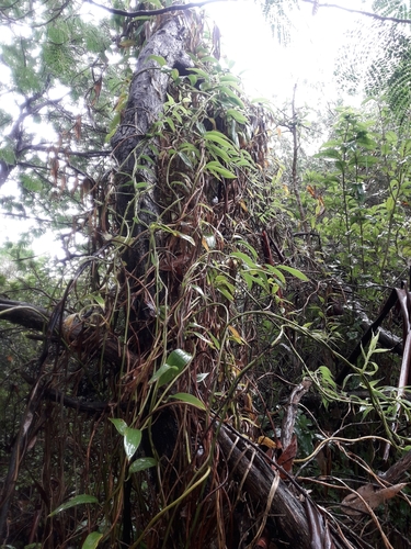 Bomarea multiflora (Bomarea multiflora)