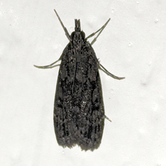 Scoparia anthracias