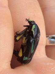 Chlorobapta frontalis