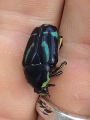 Chlorobapta frontalis