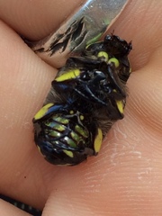 Chlorobapta frontalis