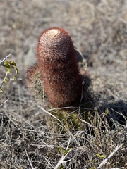 Melocactus harlowii