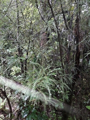 Sophora longicarinata