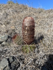 Melocactus harlowii